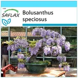 Saflax - - Bonsai - Afrikanischer Blauregen - 15 Samen - Mit Geschenkbox, Versandaufkleber, Geschenkkarte und Anzuchtsubstrat