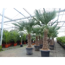 Trachycarpus fortunei dicker Stamme, 170 - 200 cm hohe Hanfpalme, winterharte Palme bis -18°C