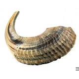 Shofar Ram's Horn Shofar Medium Größe 39-42cm Natural White