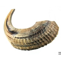 Shofar Ram's Horn Shofar Medium Größe 39-42cm Natural White