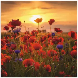 Wandbild ARTLAND "Mohnblumen im Abendlicht", rot (farbe bild(er): rot), B:50cm H:50cm, Bilder, als Alubild, Outdoorbild, Leinwandbild, Poster, Wandaufkleber