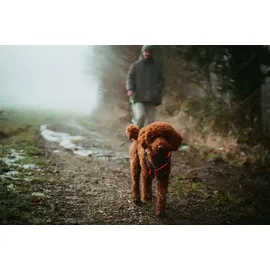 Hunter Maldon Up Hundegeschirr orange/grau M-L