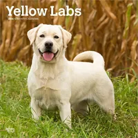 Browntrout Verlags GmbH Yellow Labrador Retriever – Gelber Labrador