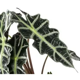 Dehner Pfeilblatt Ø Alocasia amazonica, Polly, Dunkelgrün