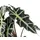 Dehner Pfeilblatt Ø Alocasia amazonica, Polly, Dunkelgrün
