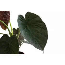 Dehner Pfeilblatt, Alocasia Wentii, Grün