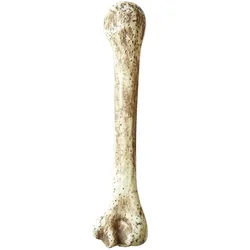 Neandertaler Knochen 36cm Bonius - OS