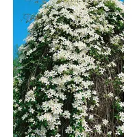 Pflanzen-für-dich.de Clematis montana 'Grandiflora' weiße Blüten, 60–100 cm