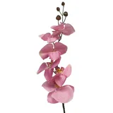 Kunstorchidee Dekozweig Phalaenopsis Orchidee LANUA, rosa, 75 cm Orchidee (Orchidee phalaenopsis), artplants rosa