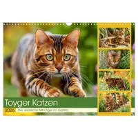 Calvendo Toyger Katzen. Der exotische Mini-Tiger im Garten (Wandkalender