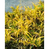 Pflanzen Für Dich Milium Effusum Aureum Gold-Segge Ca. 9x9 cm Topf