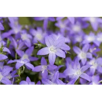 Pflanzen Für Dich Campanula garganica 'Erinus Major' Glockenblume, blau,