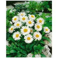 Pflanzen Für Dich Aster alpinus 'Albus', Alpenaster, weiß, ca.