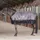HV Polo Pferdedecke 100g 205 cm Grau