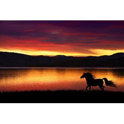 Fototapete PAPERMOON "Pferd in landschaft", bunt, B:3,00m L:2,23m, Vlies, Tapeten