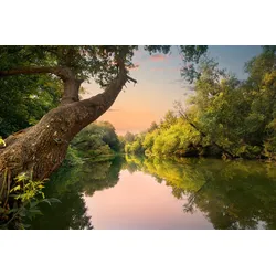 Fototapete PAPERMOON "FLUSS IM WALD-BAUM WIESE WALD SONNE WEG PFLANZE FARNE", bunt, B:4,00m L:2,60m, Vlies, Tapeten