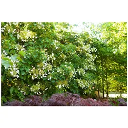 Hydrangea petiolaris, Kletterhortensie, weiß, 100–125 cm