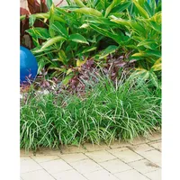 Pflanzen Für Dich Liriope muscari 'Evergreen Giant', lilablau, ca.