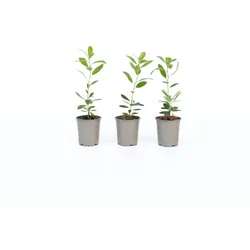 Plant in a Box - Erdbeerpflanzen - 3 Stk - Arbutus 'Unedo' - Höhe 25-40cm - Topf 9cm