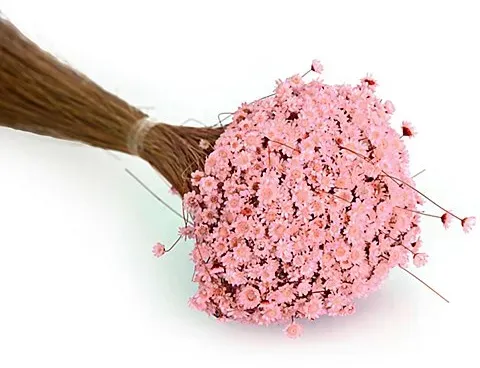 Trockenblumen Glixia, pink