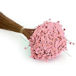Trockenblumen Glixia, pink