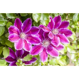PlantaPro Kletterpflanze Clematis Hybride Dr. Ruppel