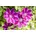 PlantaPro Kletterpflanze Clematis Hybride Dr. Ruppel