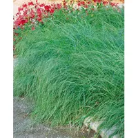 Pflanzen Für Dich Eragrostis curvula, Liebesgras, ca. 9x9 cm