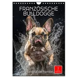 Calvendo Französische Bulldogge - ein Hund für die Familie (Wandkalender 2026 DIN A4 hoch), CALVENDO Monatskalender: