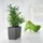 LECHUZA Cararo Komplettset 75 x 30 x 43 cm anthrazit metallic