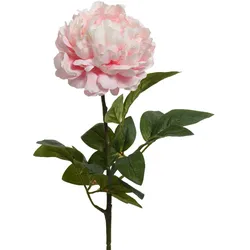 Kunstblume PFINGSTROSE