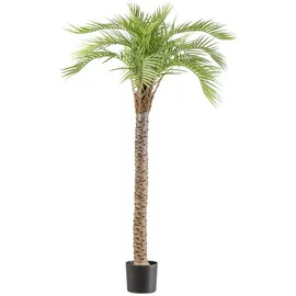 Creativ green Kunstpalme Macauba Palme, Creativ green, Höhe 175 cm, mit hohem Stamm grün