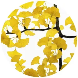 K&L Wall Art Vliestapete »Runde Vliestapete«, Kadam Ginko Baum Gelbe, mehrfarbig, matt - bunt