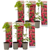 Plant in a Box - Himbeerpflanzen - 6 Stk - Rubus ideaus 'Autumn Bliss' - Höhe 25-40cm - Topf 9cm