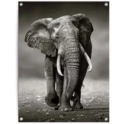 Poster REINDERS "Elefant", schwarz (farbe bild(er): schwarz), B:60cm H:80cm T:0,1cm, Leinwand, Bilder