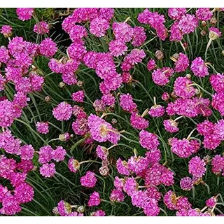 Strandnelke Splendens - Armeria maritima - Gartenpflanze