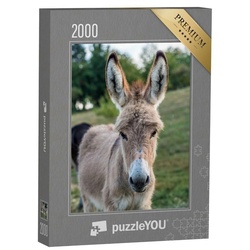 puzzleYOU Puzzle Junge Esel auf der Weide, 2000 Puzzleteile, puzzleYOU-Kollektionen Esel, Bauernhof-Tiere