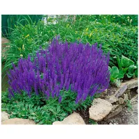 Pflanzen Für Dich Salvia nemorosa 'Blaukönigin', Steppensalbei, blau, ca.