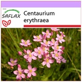 Saflax - Heilpflanzen - Tausendgüldenkraut - 250 Samen - Centaurium erythraea