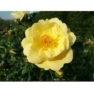 Bodendeckerrose  (Rosa 'Sunny Rose' -R-, Topfvolumen: 4,5 l, Zartgelb)