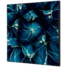 Showdown Displays Bilderrahmen Set Kaktus Mehrfarbig 40x40 cm 1 St.