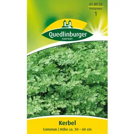 Quedlinburger Kerbel ''Commun''