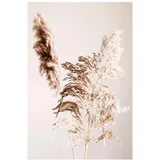 reinders Wandbild 50 x 70 cm Pampasgras Holz Beige