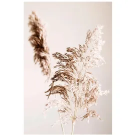 reinders Wandbild 50 x 70 cm Pampasgras Holz Beige