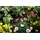 Gardena Tropfrohr oberirdisch 4,6 mm (3/16") 15 m (1362-20)