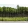 Aileenstore Doppelstabmattenzaun 30 m x 0,8 m Grau/Stahl