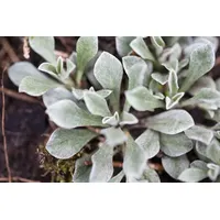 Pflanzen Für Dich Antennaria dioica, Katzenpfötchen, rosa Blüten, ca.