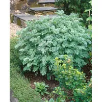 Pflanzen Für Dich Artemisia absinthium, Wermut, silbrig-grün, ca. 9x9