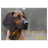 Calvendo Jagdhunde - Treue Waidgesellen (Wandkalender 2026 DIN A4