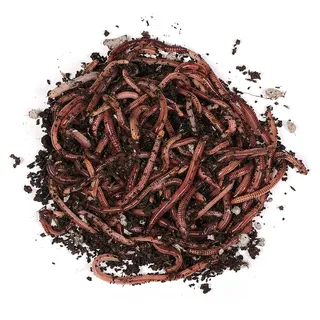 Natursache Dendrobena-Würmer lebend, 800 STK./Eimer I Lebender Angelköder für Forelle, Lachs, Aal, Barsch, Hecht, Karpfen & alle Anderen Arten von Weißfischen I Ideales Zubehör für Angler